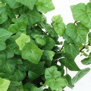 CO2 екстракт плюща 809 фото