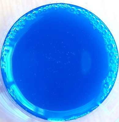 Екстракт блакитної водорості 2004 фото