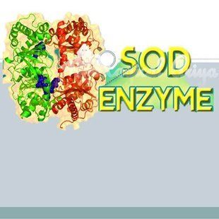 SOD (Superoxide dismutase) 2003-2-3г фото