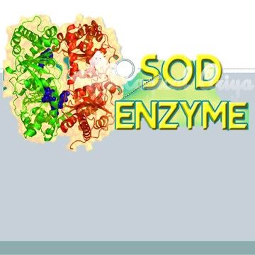 SOD (Superoxide dismutase) 2003-2г фото