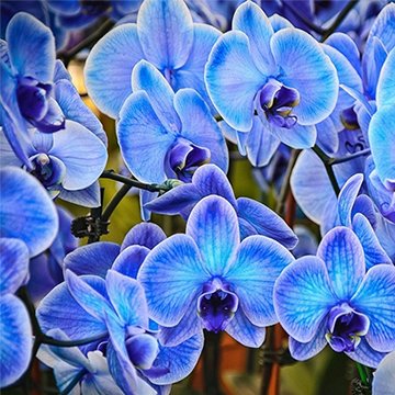 Віддушка "Блакитна орхідея" 2067 фото