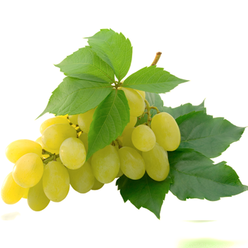 Экстракт белого винограда 1580 фото