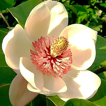 Cosphaderm® Magnolia Extract 98 1840 фото
